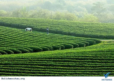 Chủ động phòng trừ sâu bệnh và bảo vệ năng suất vụ mùa thắng lợi