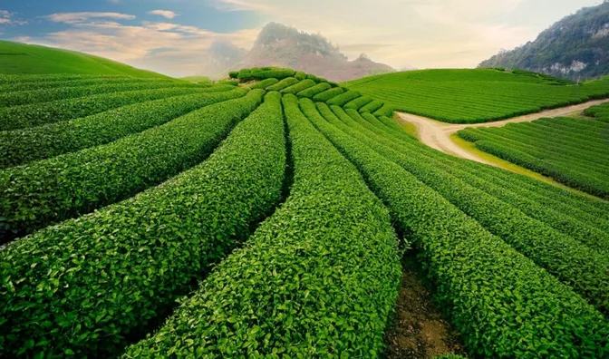 Kỹ thuật kích rễ và phục hồi cây sau thu hoạch hoặc ngập úng