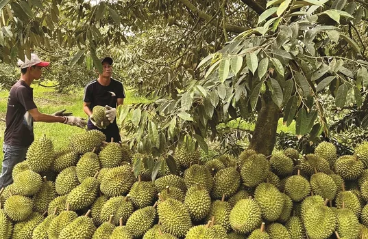 Hiểu đúng nhu cầu dinh dưỡng của cây ở từng giai đoạn sinh trưởng