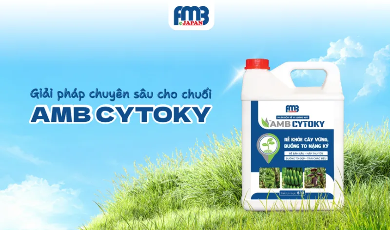 Giải pháp chuyên sâu cho chuối - AMB CYTOKY