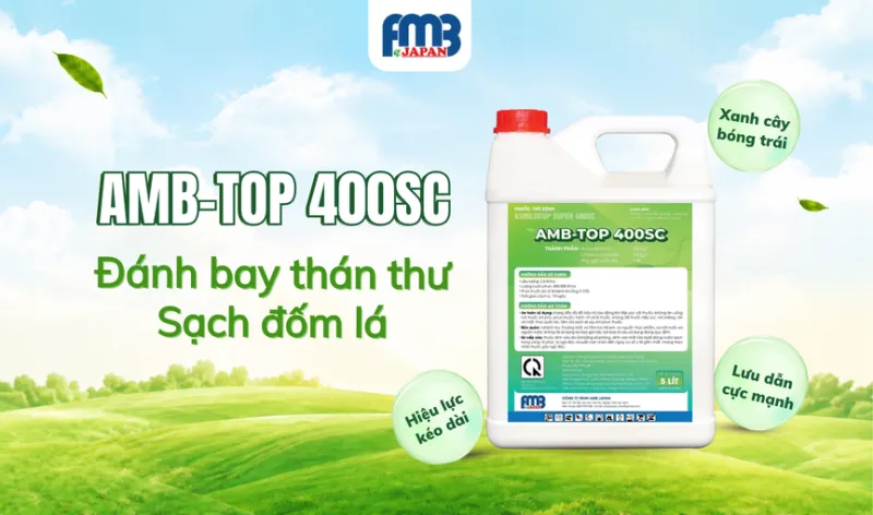 AMB-TOP 400SC - Đánh bay thán thư, Sạch đốm lá